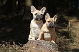 BOULEDOGUE FRANCAIS 554